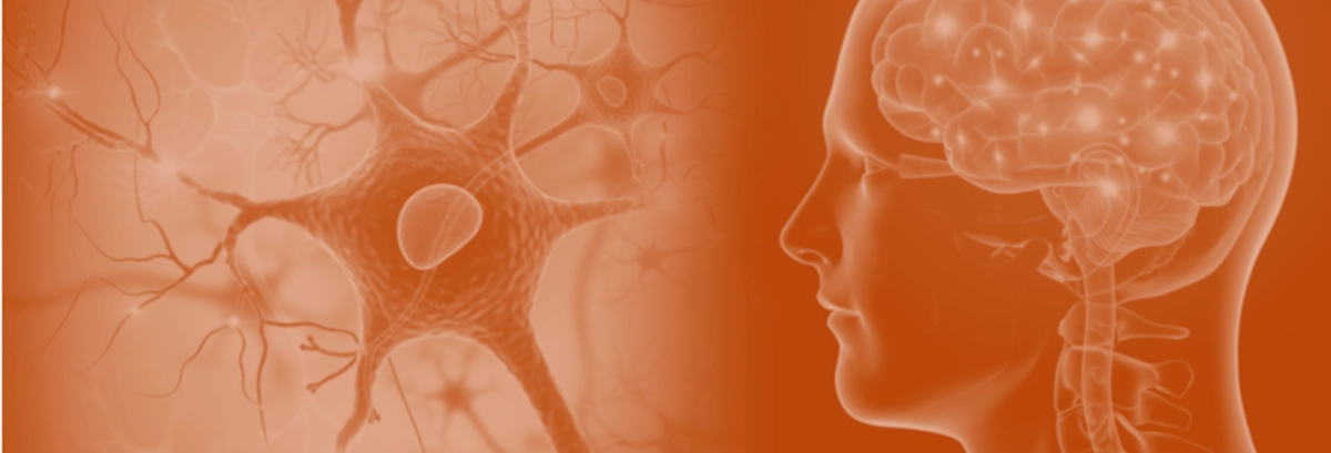 Hoofd met zichtbare hersenen en voor het gezicht staan zenuwcellen uitvergroot